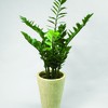 фото Замифолия
