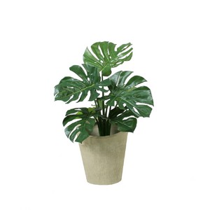 фото Монстера 63 см