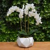 фото Орхидея белая 3 ветки в белом кашпо Rombo