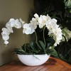 фото Орхидея фаленопсис белая 3 ветки в белой лодочке 34см