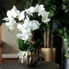 фото Орхидея фаленопсис белый 3 больших ветки в золотом шаре Соты