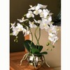 фото Орхидея фаленопсис белый 3 ветки Элегант в золотом шаре Соты