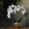 фото Орхидея фаленопсис с розовой сердцевинкой 3 ветки в золотом шаре соты