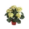 фото Гортензия куст кремово-зелёный