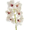 фото Орхидея Ванда крем с крапинами бордо