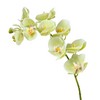 фото Орхидея Фаленопсис св.лайм ветвь