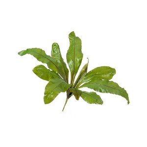 фото Асплениум Натуральный куст д-70, в-30 см (Sensitive Botanic) 12/48