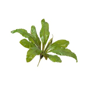 фото Асплениум Натуральный куст большой д-90, в-35 см (Sensitive Botanic)