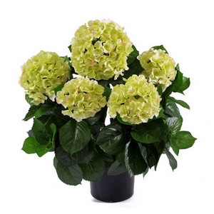 фото Гортензия куст большой кремово-зеленый, 55 см